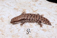 Pygmy Spiny-Tailed Skink (Egernia Depressa) Unsexed ED2026-3 - Sundown Reptiles