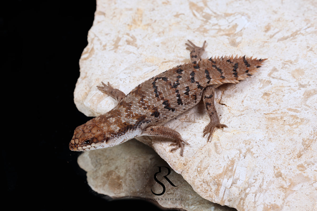 Pygmy Spiny-Tailed Skink (Egernia Depressa) Unsexed ED2026-4 - Sundown Reptiles