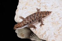 Pygmy Spiny-Tailed Skink (Egernia Depressa) Unsexed ED2026-4 - Sundown Reptiles