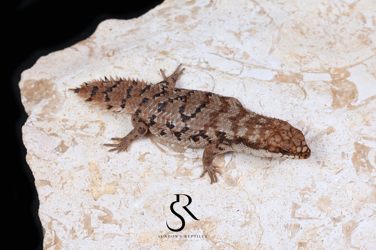 Pygmy Spiny-Tailed Skink (Egernia Depressa) Unsexed ED2026-4 - Sundown Reptiles