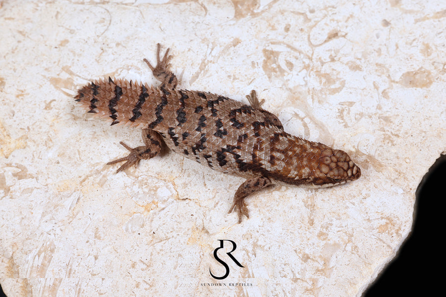 Pygmy Spiny-Tailed Skink (Egernia Depressa) Unsexed ED2026-5 - Sundown Reptiles