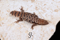 Pygmy Spiny-Tailed Skink (Egernia Depressa) Unsexed ED2026-5 - Sundown Reptiles