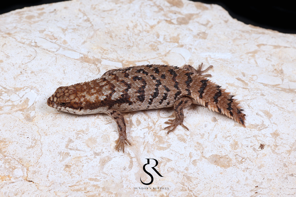 Pygmy Spiny-Tailed Skink (Egernia Depressa) Unsexed ED2026-5 - Sundown Reptiles