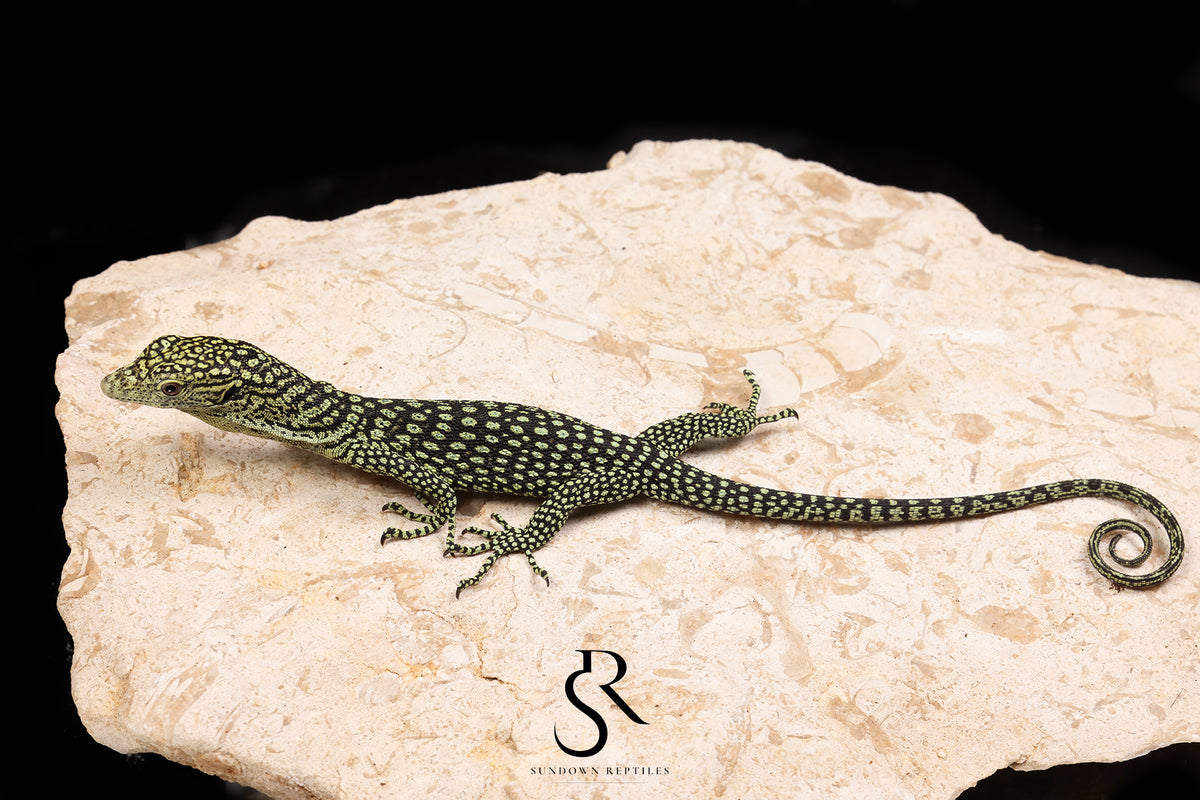 Biak Island Tree Monitor (Varanus kordensis) - USCBB Unsexed VK2026-3 - Sundown Reptiles