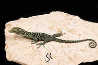 Biak Island Tree Monitor (Varanus kordensis) - USCBB Unsexed VK2026-3 - Sundown Reptiles