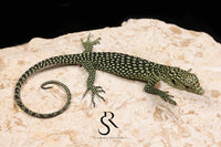 Biak Island Tree Monitor (Varanus kordensis) - USCBB Unsexed VK2026-3 - Sundown Reptiles