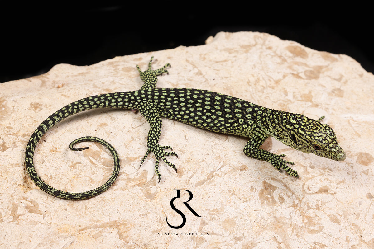 Biak Island Tree Monitor (Varanus kordensis) - USCBB Unsexed VK2026-3 - Sundown Reptiles
