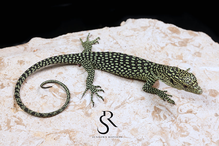 Biak Island Tree Monitor (Varanus kordensis) - USCBB Unsexed VK2026-3 - Sundown Reptiles