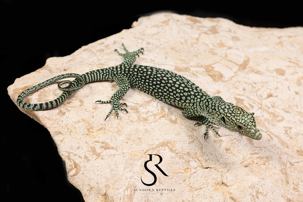 Biak Island Tree Monitor (Varanus kordensis) - USCBB Unsexed VK2026-5 - Sundown Reptiles