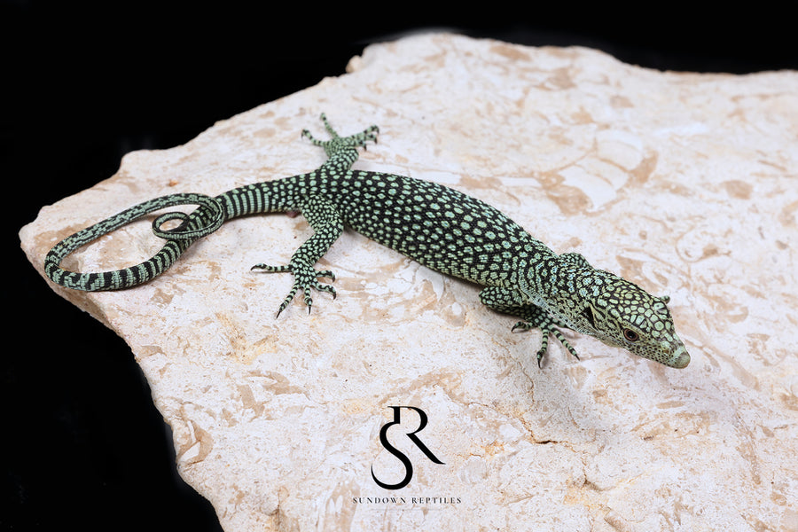 Biak Island Tree Monitor (Varanus kordensis) - USCBB Unsexed VK2026-5 - Sundown Reptiles
