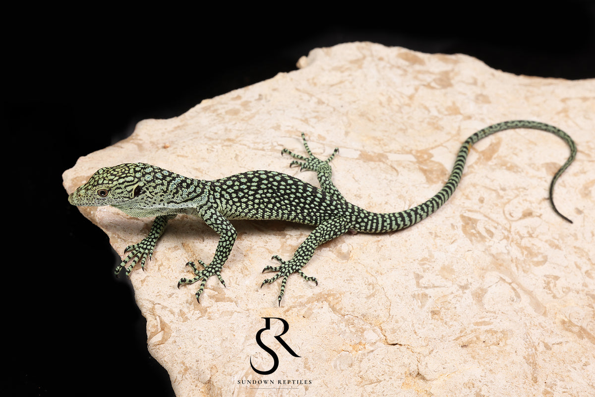 Biak Island Tree Monitor (Varanus kordensis) - USCBB Unsexed VK2026-5 - Sundown Reptiles