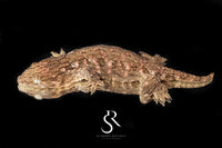 Leachianus gecko - Male High Color/ Pattern (Bird Shot x Poppy) RL2025-23 - Sundown Reptiles