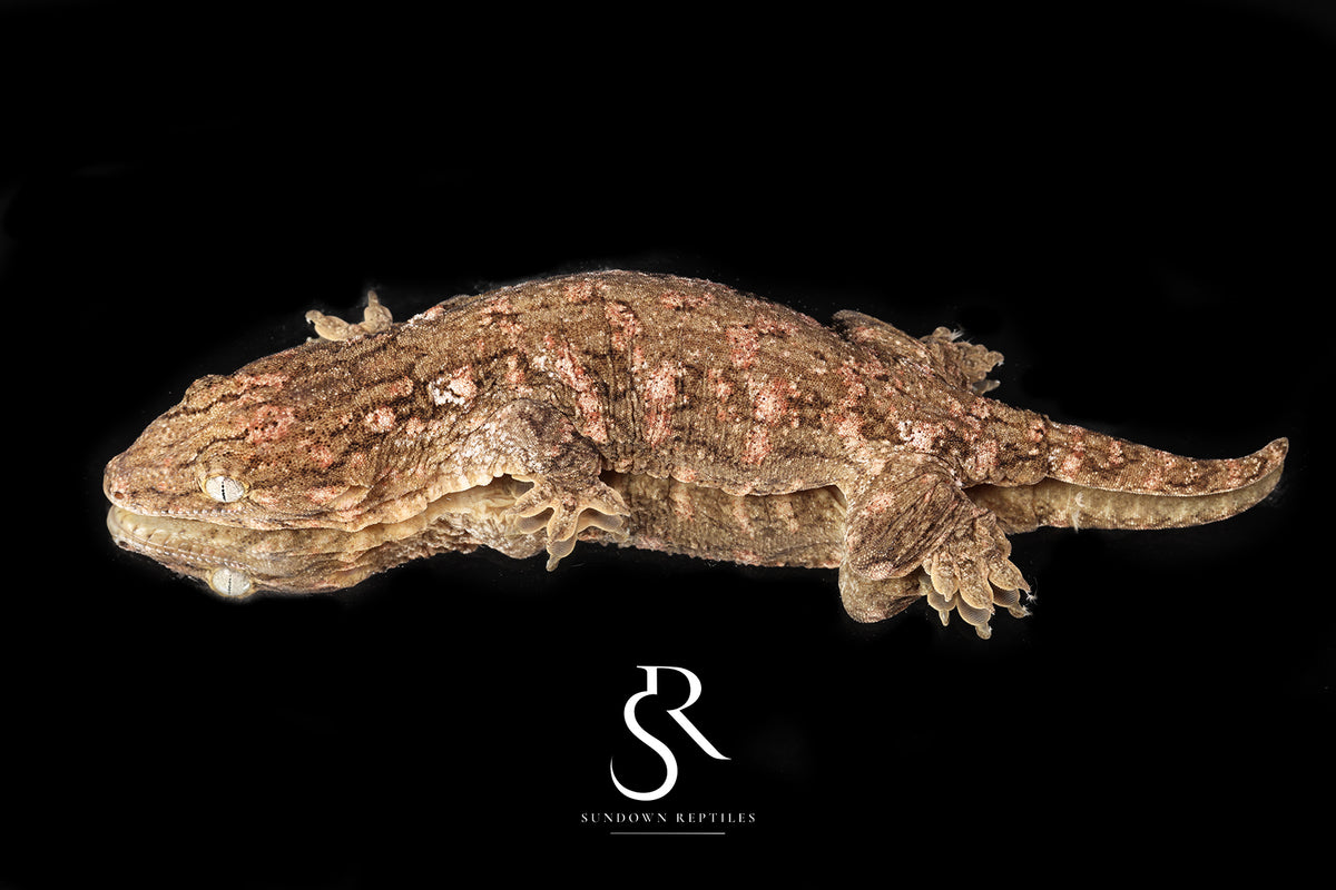 Leachianus gecko - Male High Color/ Pattern (Bird Shot x Poppy) RL2025-23 - Sundown Reptiles