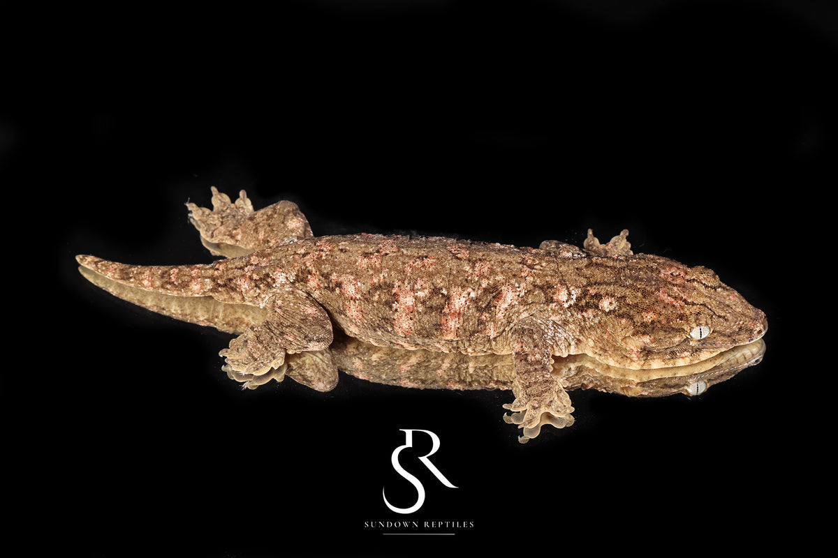 Leachianus gecko - Male High Color/ Pattern (Bird Shot x Poppy) RL2025-23 - Sundown Reptiles
