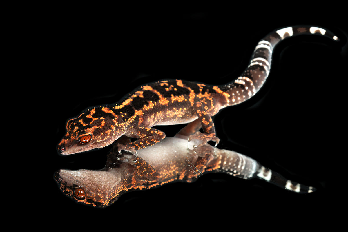 Japanese Cave Gecko - Sundown Reptiles