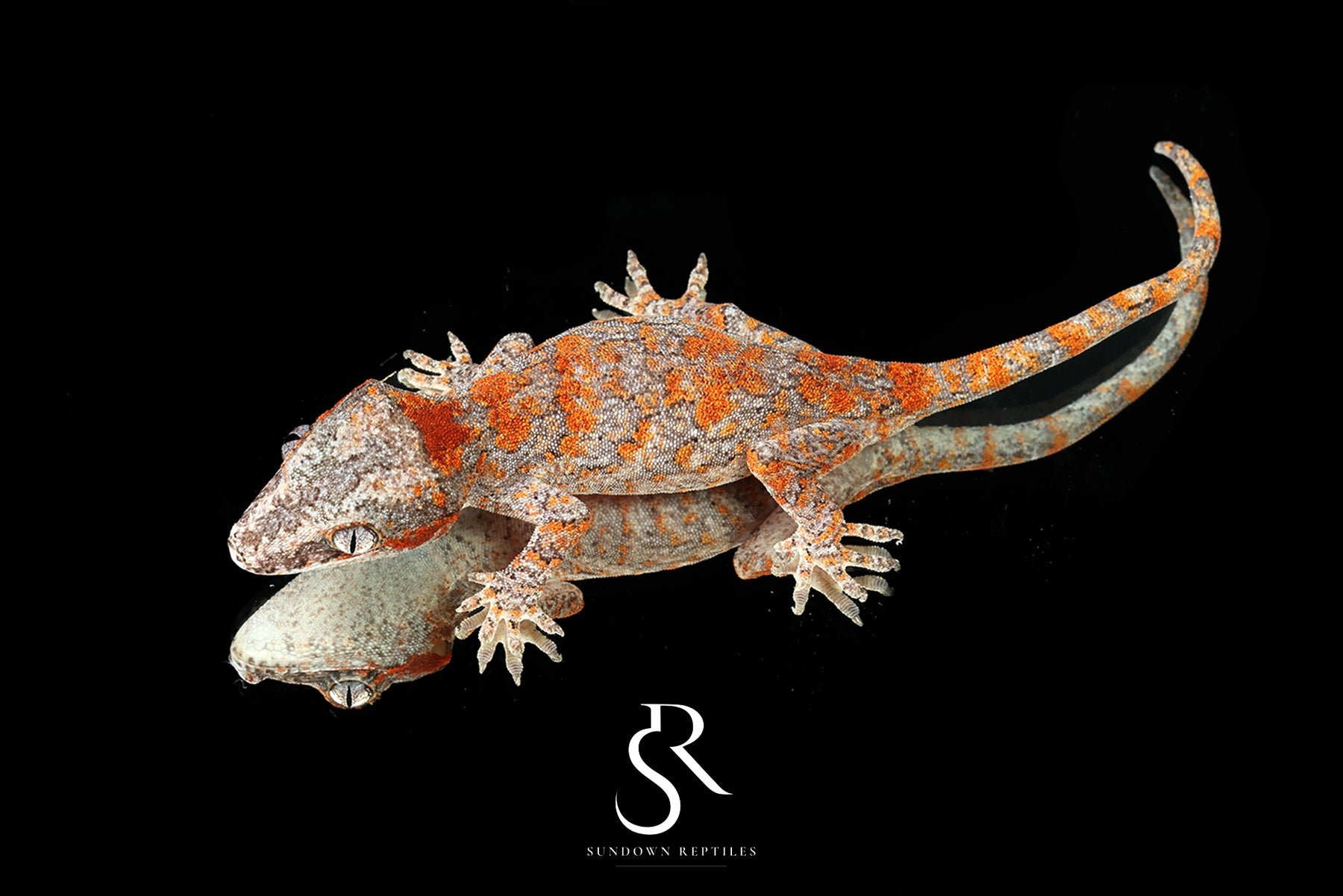 Gargoyle Gecko - Female (Jrus x Fire Palm) RA2025-63 - Sundown Reptiles
