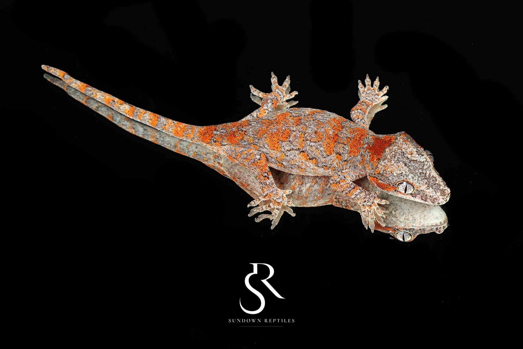 Gargoyle Gecko - Female (Jrus x Fire Palm) RA2025-63 - Sundown Reptiles