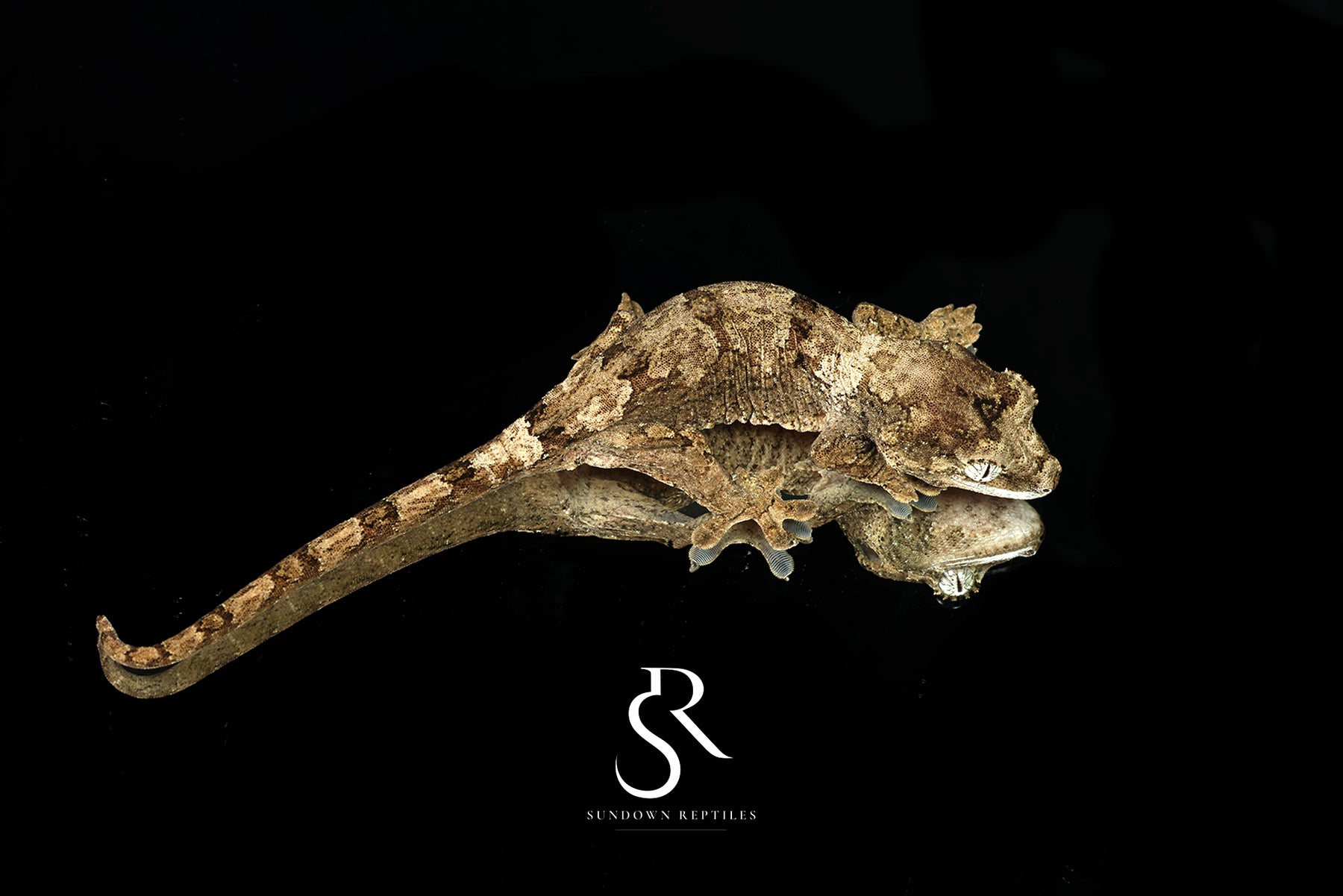 Pine Island chahoua - Probable male (Greenlet x Kush) MC2025-34 - Sundown Reptiles