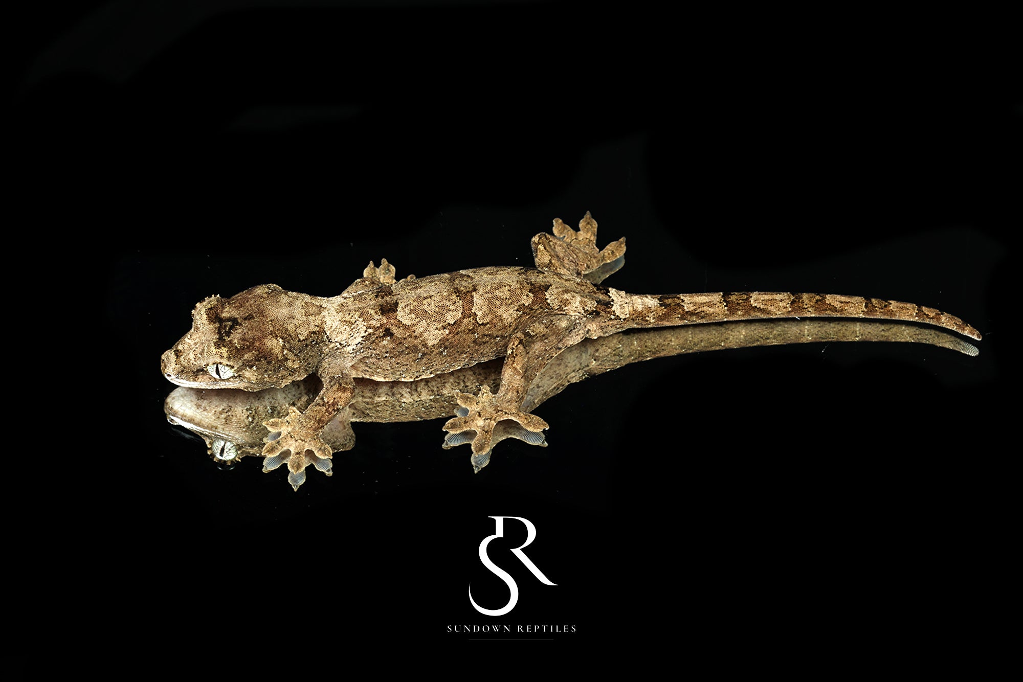 Pine Island chahoua - Probable male (Greenlet x Kush) MC2025-34 - Sundown Reptiles