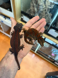 Gargoyle Gecko - Male Red Stripe (Caliber) RA2025-107 - Sundown Reptiles