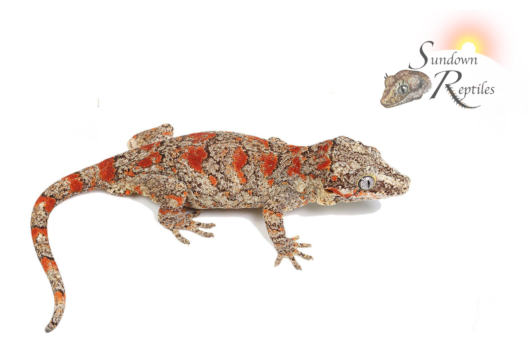 Female Orange Blotch / Retic - Mamba x O-Spot