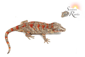 Female Orange Blotch / Retic - Mamba x O-Spot