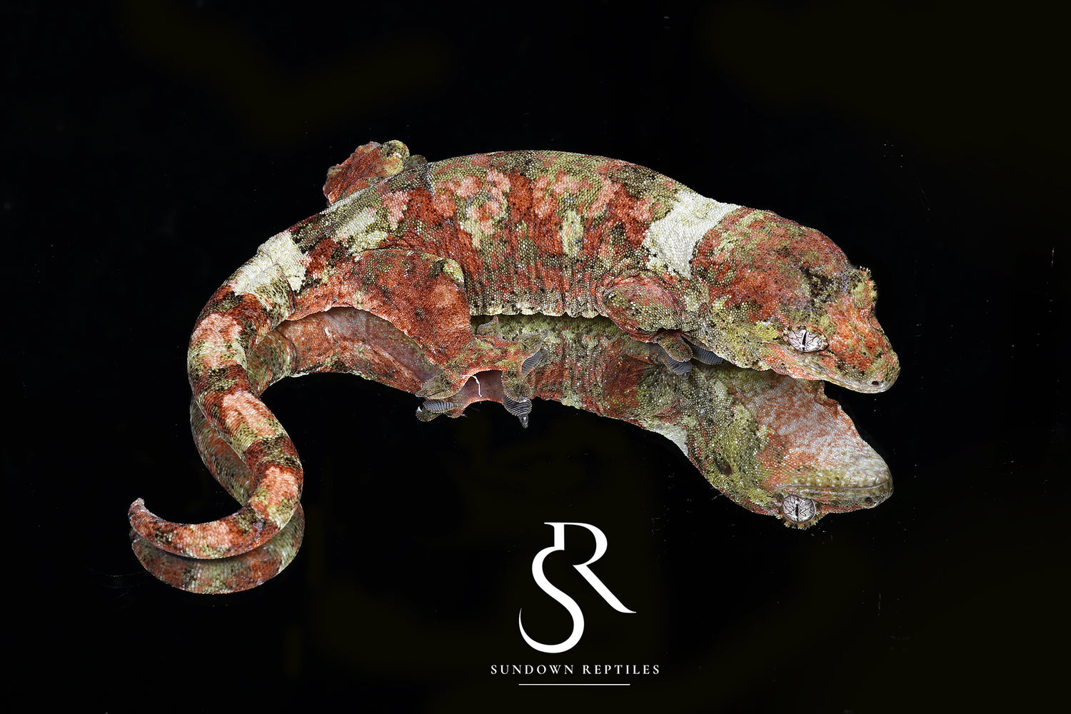 Sun Angel - Sundown Reptiles