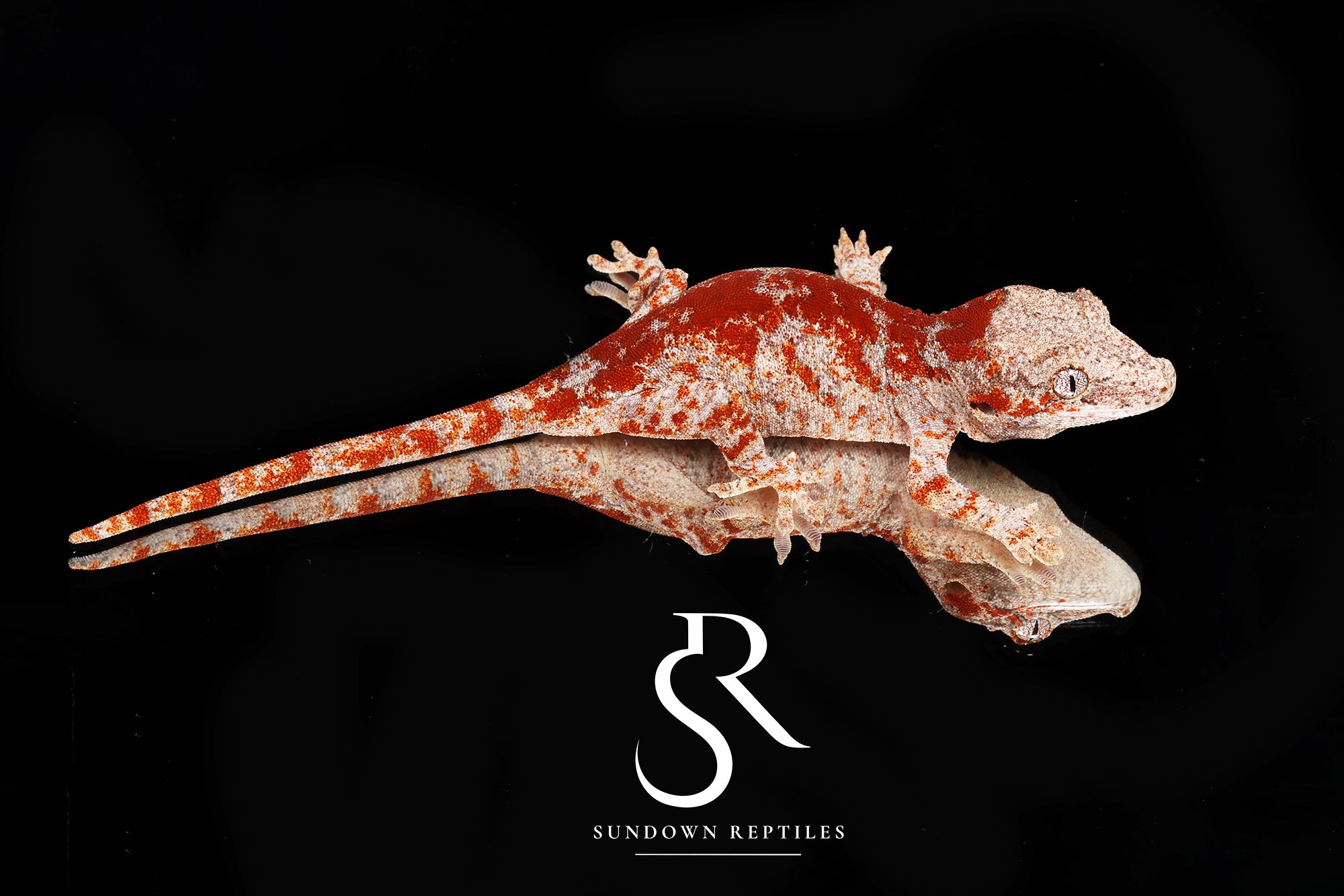 RA55 - Female Skeleton Super Blotch (OJ x Coral)