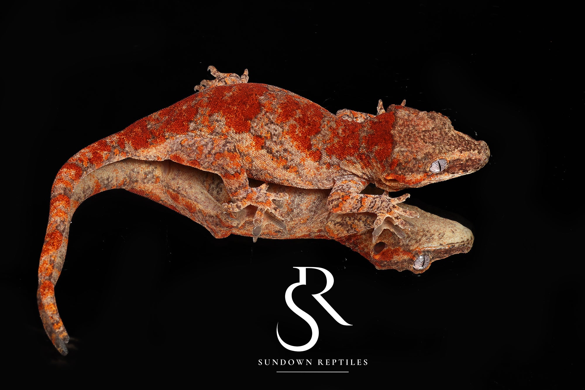 R2 Female Super Blotch - (Coral x Starburst)