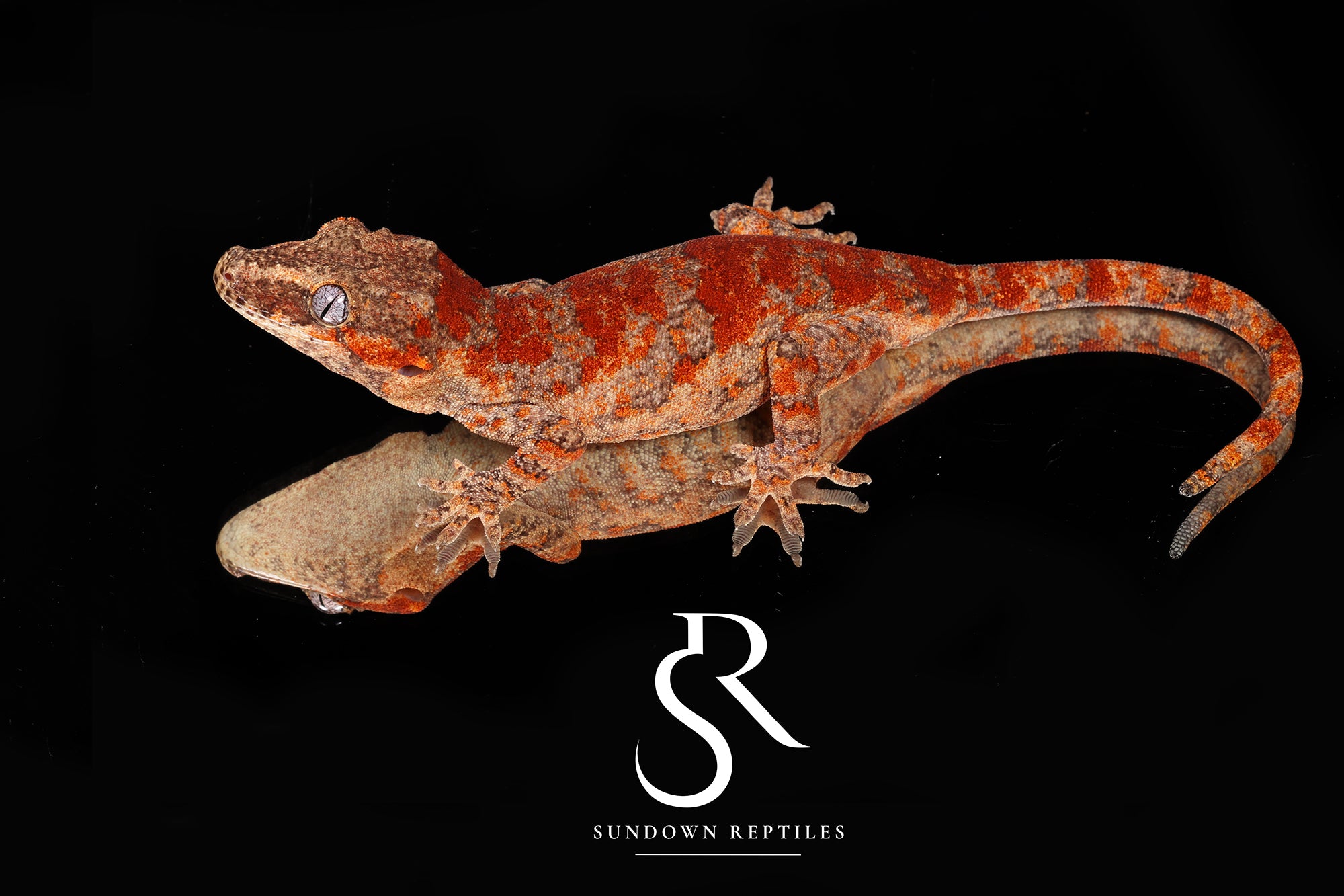 R2 Female Super Blotch - (Coral x Starburst)