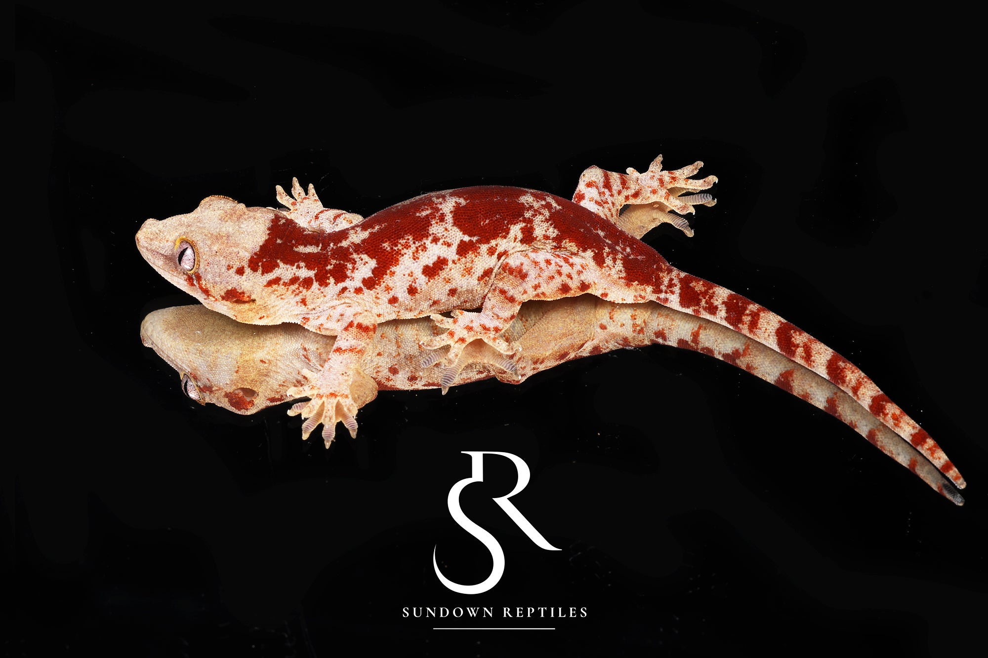 RA17 Male Super-Blotch Gargoyle Gecko (Mars x Tulip Offspring)