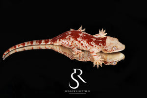 RA17 Male Super-Blotch Gargoyle Gecko (Mars x Tulip Offspring)