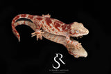 RA18 Male Super-Blotch Gargoyle Gecko (Mars x Tulip Offspring)