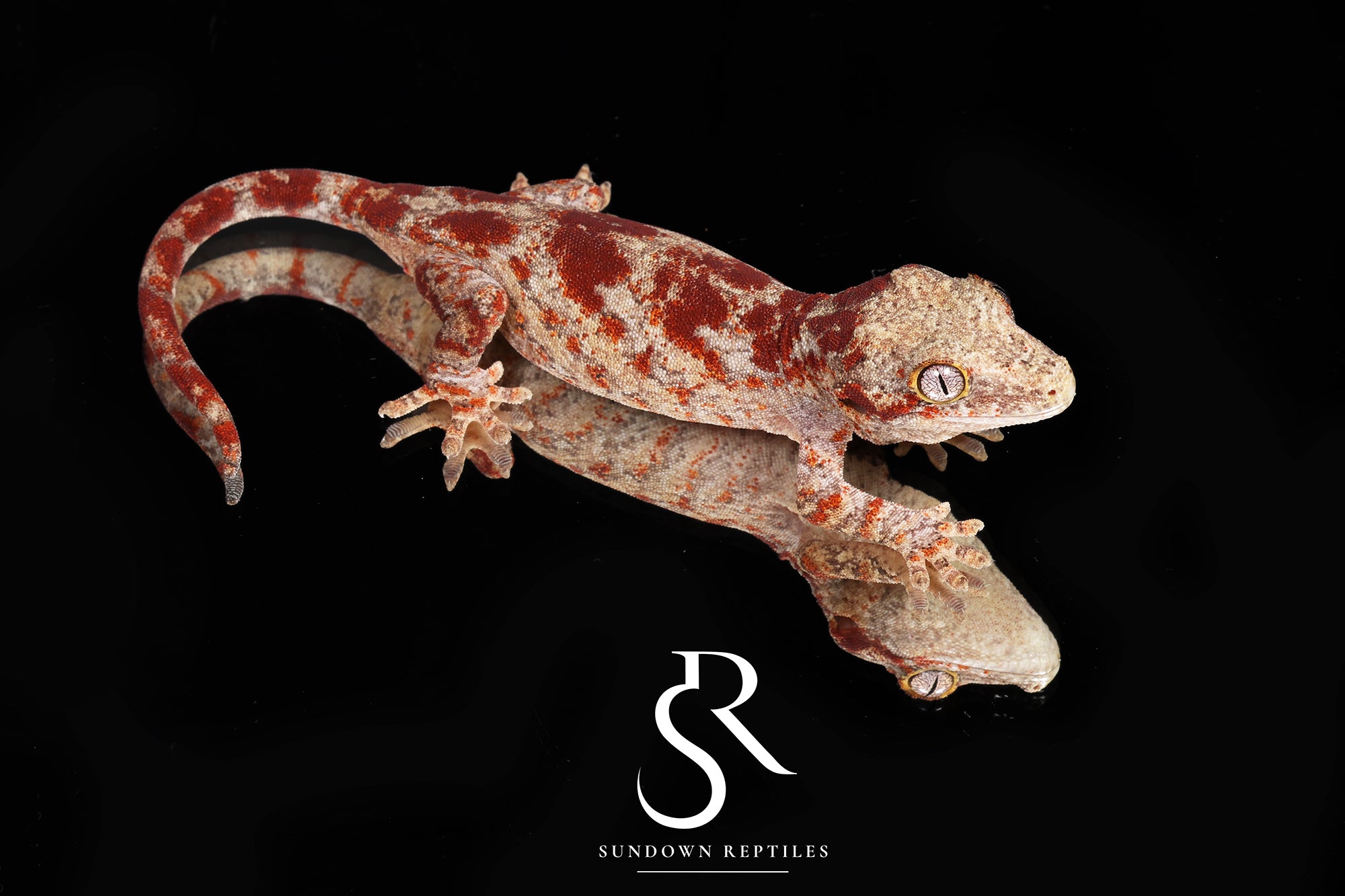 RA18 Male Super-Blotch Gargoyle Gecko (Mars x Tulip Offspring)