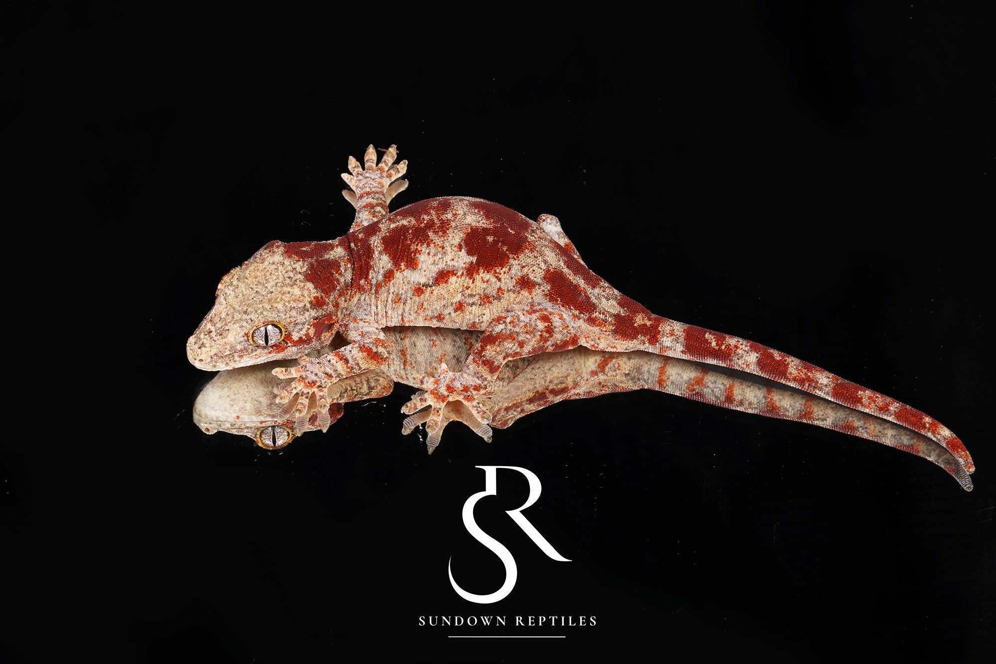 RA18 Male Super-Blotch Gargoyle Gecko (Mars x Tulip Offspring)