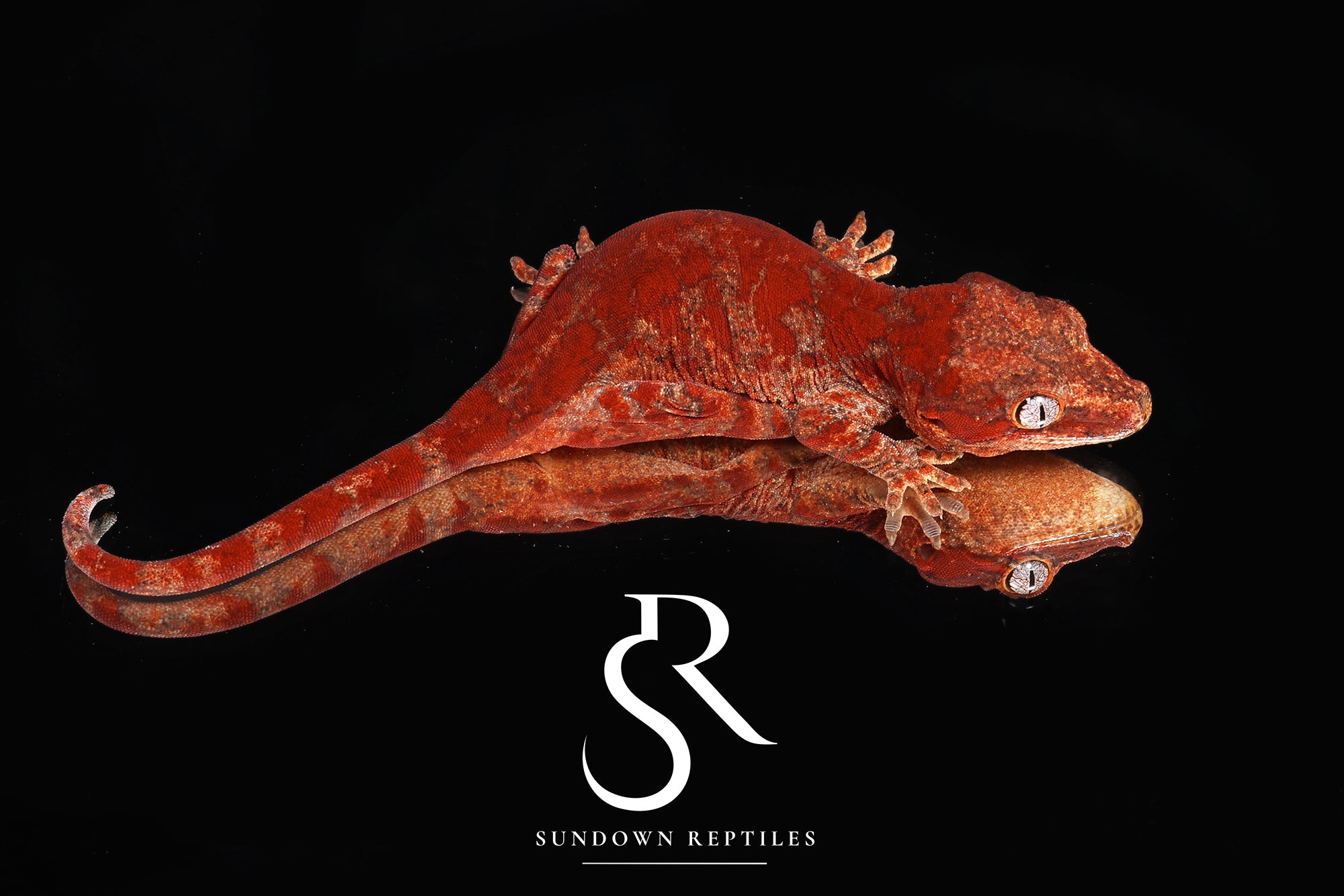 RA26 *Holdback Release* Female Super-Blotch Gargoyle Gecko (Mars x Tulip Offspring)