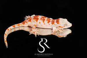 RA28 Orange Super-Blotch  - (Coral x Starburst) #3