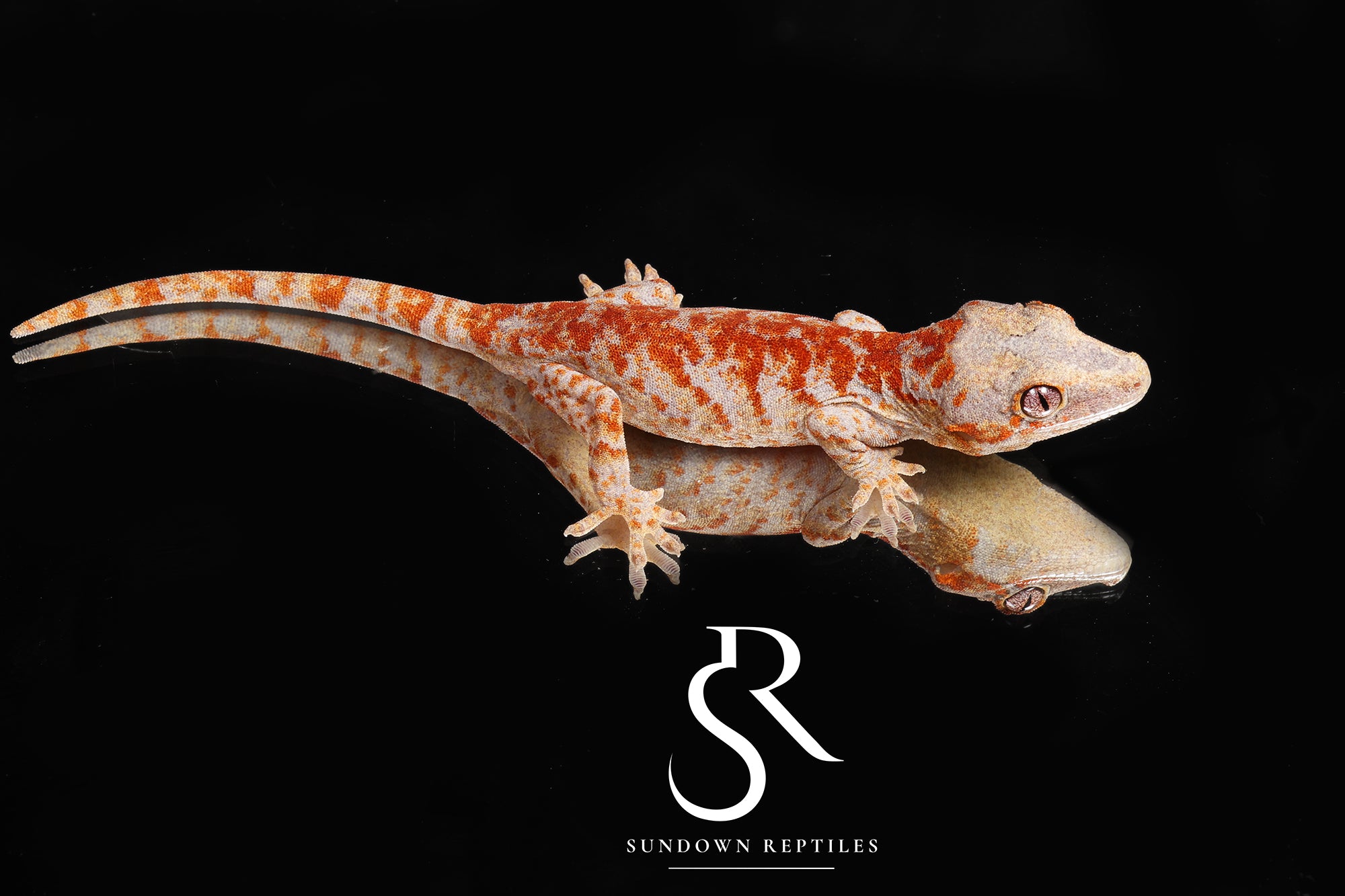 RA10 Skeleton Super Blotch - (Toasty x