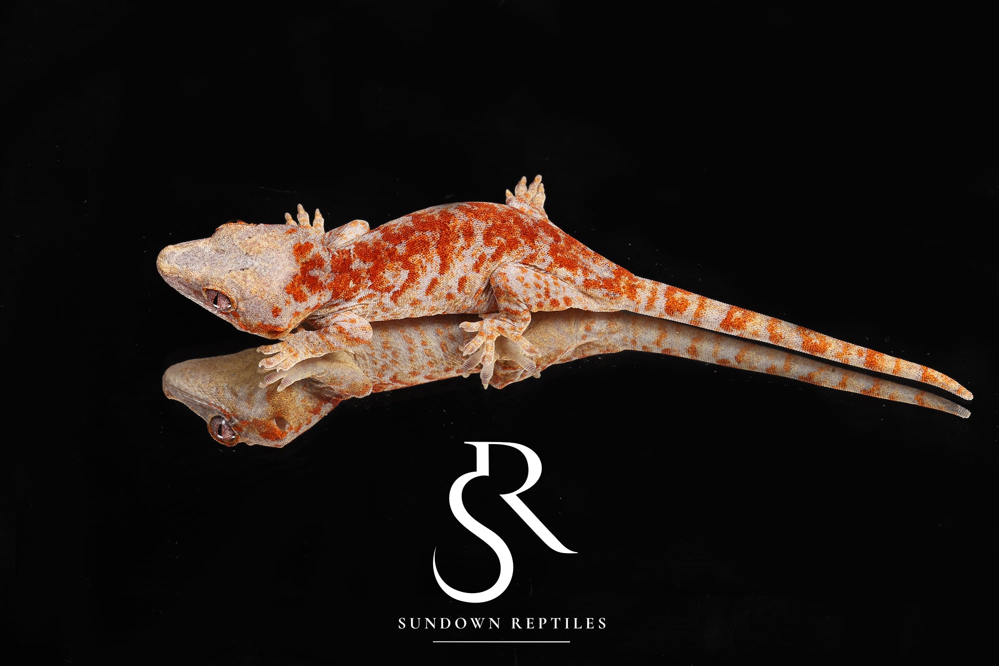 RA10 Skeleton Super Blotch - (Toasty x