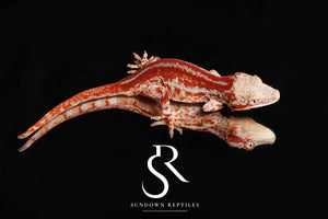 RA6 Male Red Stripe - (Caliber)
