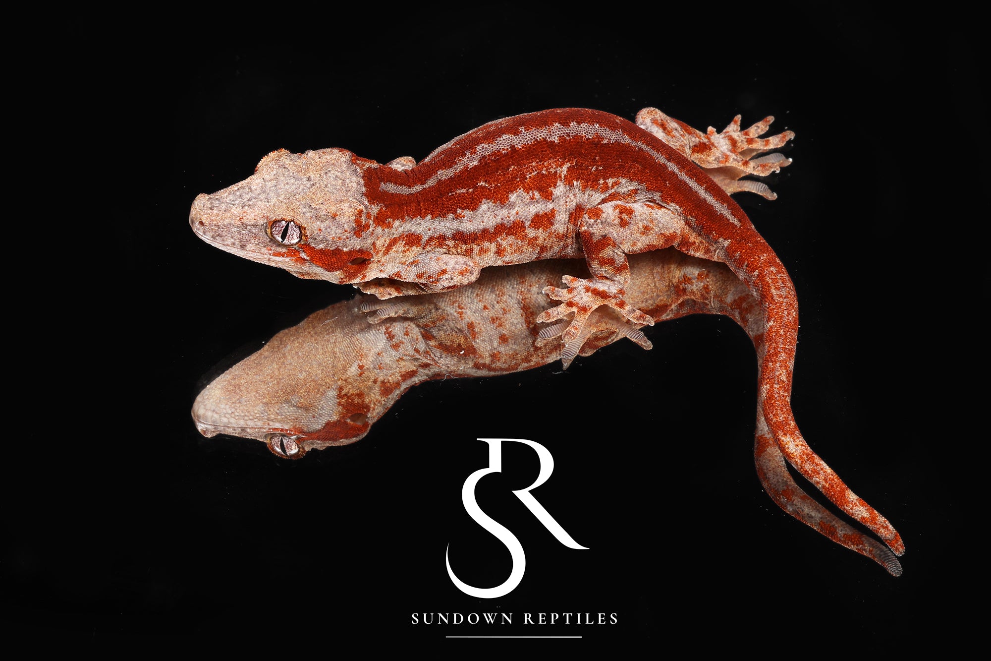 RA6 Male Red Stripe - (Caliber)