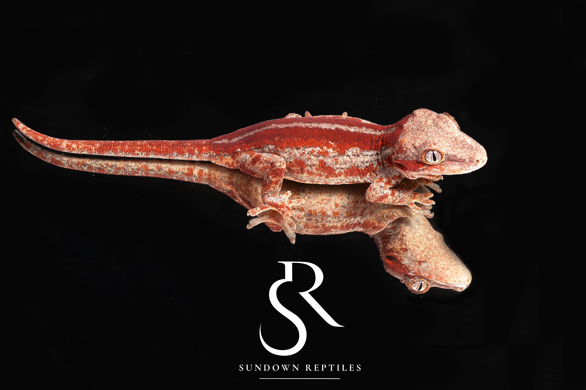 RA21 Female Red Stripe  - (Spice x SS)