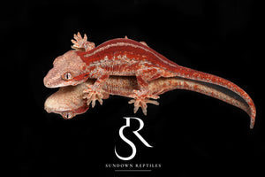 RA21 Female Red Stripe  - (Spice x SS)