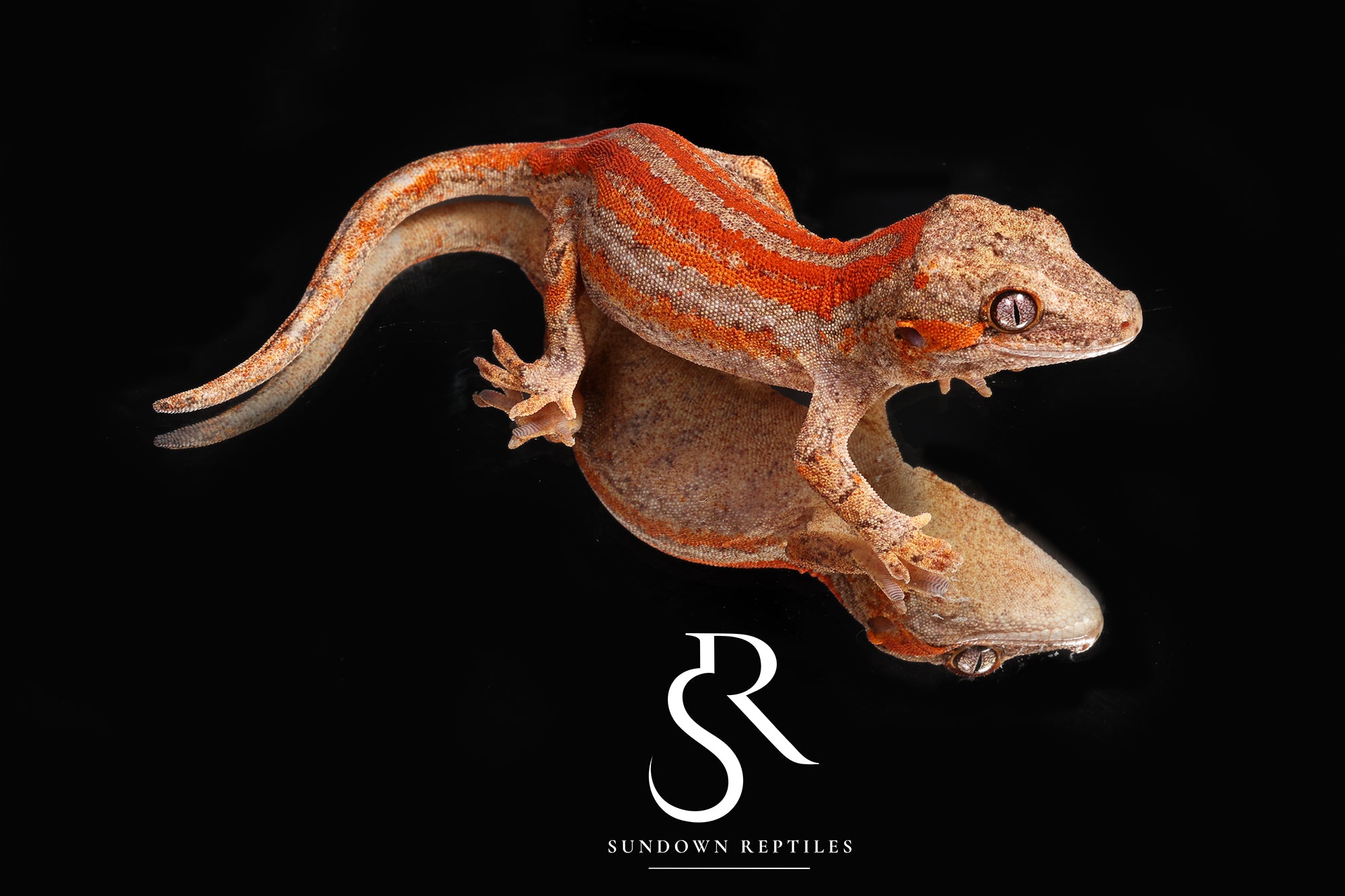 RA22 Female Red Super Stripe - Moonbow x Jam