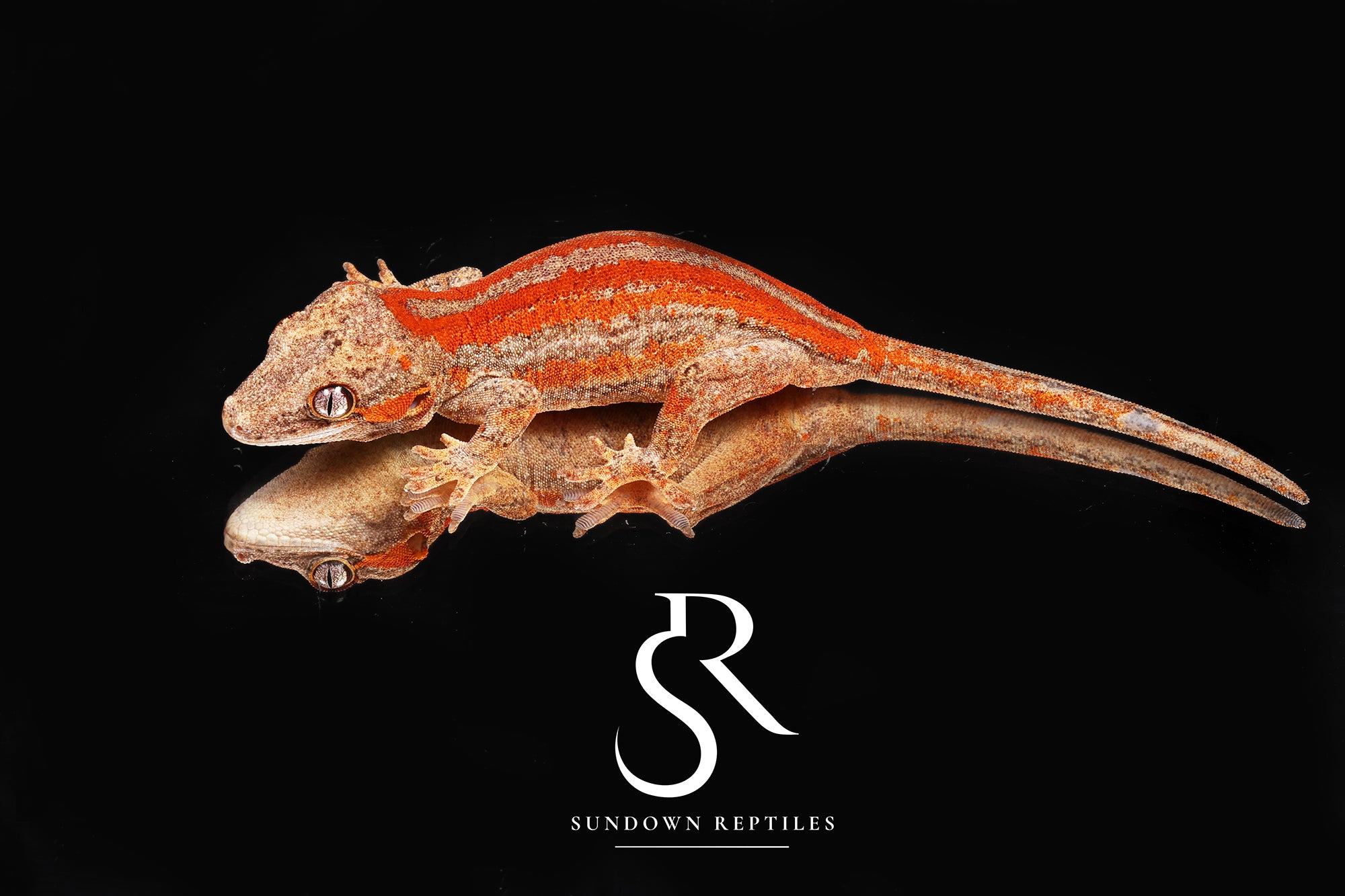RA22 Female Red Super Stripe - Moonbow x Jam