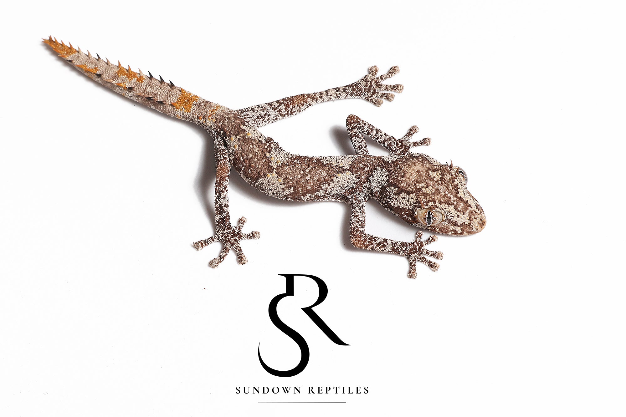 SC1 female Strophurus ciliaris