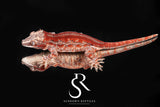 RA27 Male Red Stripe - (Caliber)