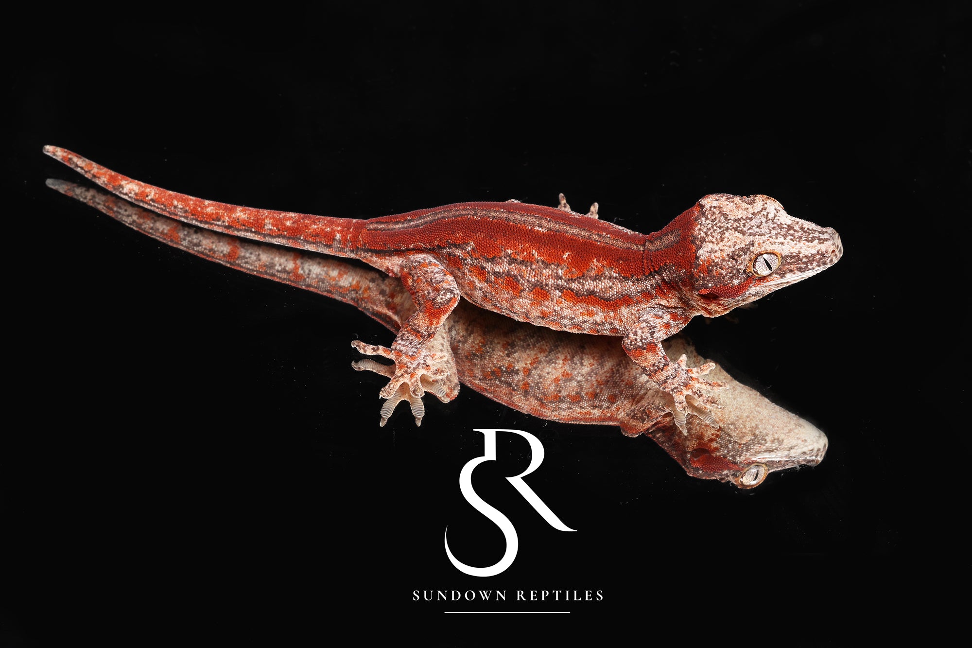 RA27 Male Red Stripe - (Caliber)