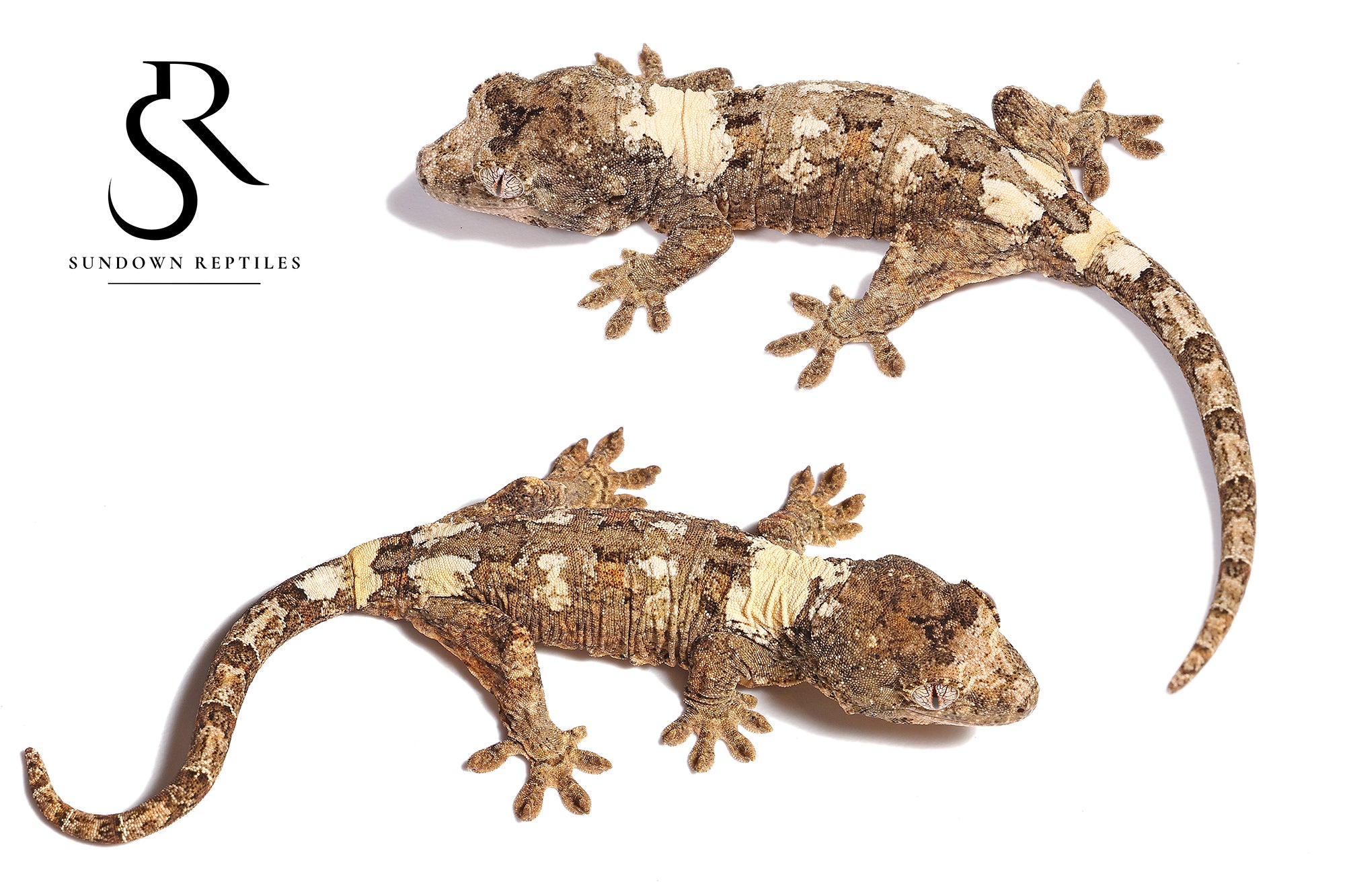 MC29 Male PI M. chahoua - (Southern Charm x Calyx)