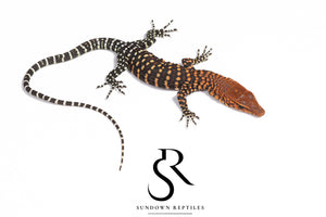 Unsexed Pilbara Rock Monitor (Varanus pilbarensis) #1